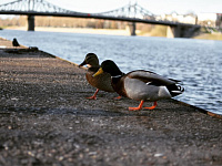Администрация Твери запустила голосование по фотоконкурсу «Мой Горсад»